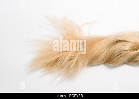 Biondi capelli naturali estensioni isolati su sfondo bianco. Patch di clipping, spazio di copia Foto Stock