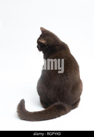 British Shorthair cat isolati su sfondo bianco. Percorso di clipping, copia spazio per il testo Foto Stock