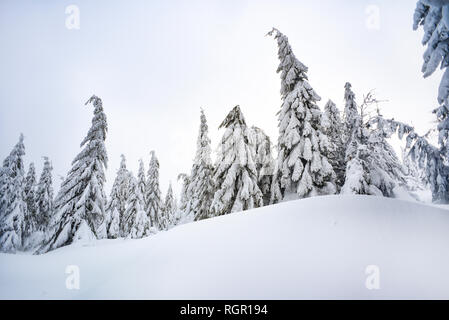Alberi coperti di neve in montagna, foresta invernale e il paesaggio di montagna. Foto Stock