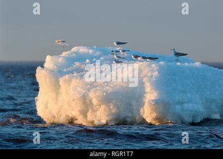 Comune di migranti e a testa nera gabbiani in appoggio su wind-soffiato il lago di ghiaccio accumulato vicino alla riva del lago Peipsi, Jogeva county, Estonia, Aprile. Foto Stock