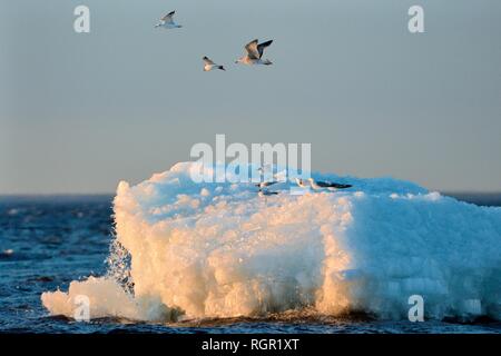 Gabbiani migranti di decollare in caso di allarme come accatastate, wind-soffiato lago erano seduti su collassa parzialmente come si scioglie, Lago Peipsi, Estonia, Aprile. Foto Stock