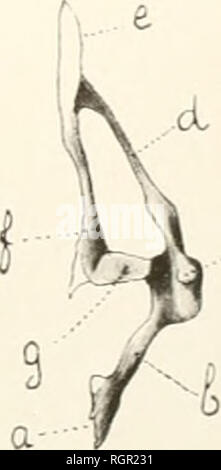 . Societii Buletinul de ciine Bucureci din, Roma = Bulletin de la Société des sciences de Bucarest, Roumanie. La scienza. . Si prega di notare che queste immagini vengono estratte dalla pagina sottoposta a scansione di immagini che possono essere state migliorate digitalmente per la leggibilità - Colorazione e aspetto di queste illustrazioni potrebbero non perfettamente assomigliano al lavoro originale. Societatea de tiine Bucureti din. Bucureti : Societatea Foto Stock