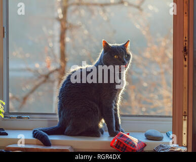 Adulto gatto grigio sulla finestra sul soleggiato al mattino di autunno Foto Stock