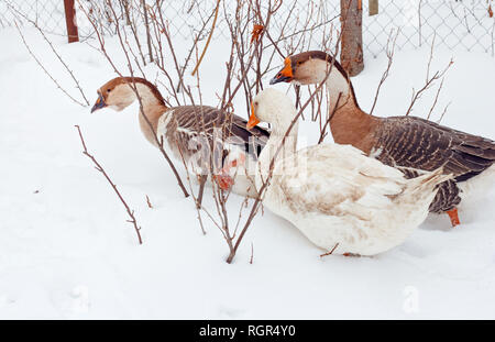 Abbastanza adulto oche in neve in inverno meteo Foto Stock