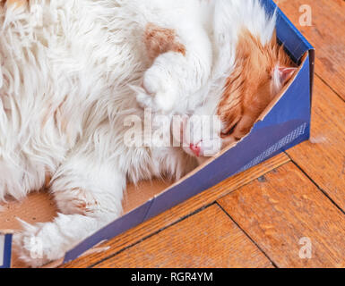 Piuttosto grande per adulti rosso gatto dorme nella casella Foto Stock