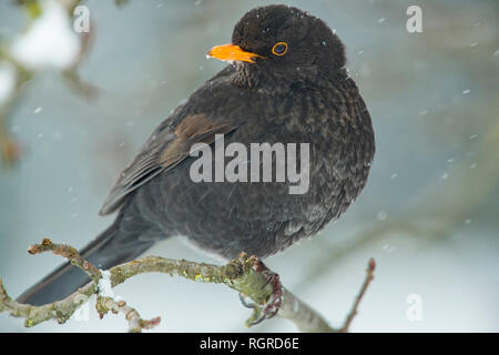 Merlo comune, maschio (Turdus merula) Foto Stock