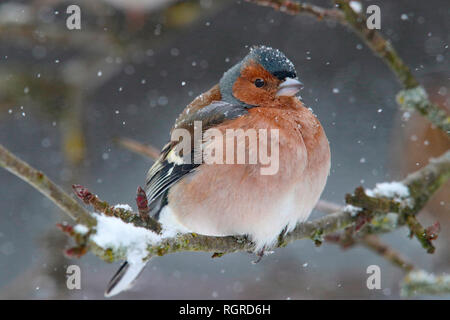 Comune di fringuello, maschio, (Fringilla coelebs) Foto Stock