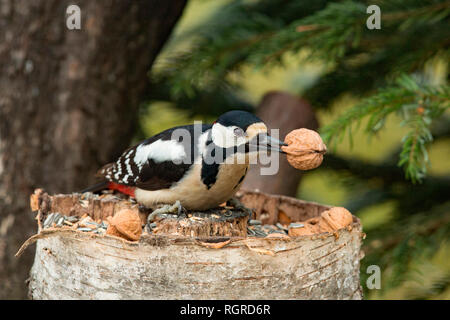 Picchio rosso maggiore, maschio, (Dendrocopos major) Foto Stock