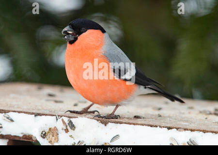 Ciuffolotto, bullfinch comune, maschio, (Pyrrhula pyrrhula) Foto Stock