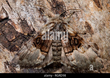 Dado albero di tussock, (Colocasia coryli) Foto Stock