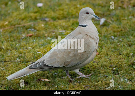Eurasian colomba a collare (Streptopelia decaocto) Foto Stock