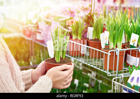 Donna compri fiori di narciso in una pentola in negozio Foto Stock