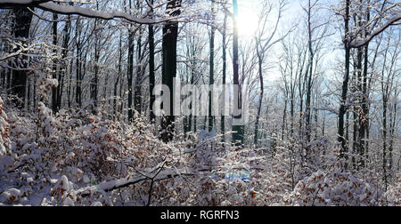 Foresta invernale sulla neve. Montagne di neve. Il gelo e i fiocchi di neve. Ubicazione Posto Ucraina dei Carpazi Foto Stock