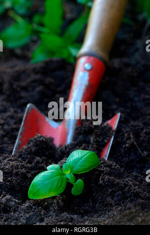 Basilikum, Jungpflanze mit Gartenschaufel, Ocimum basilicum Foto Stock