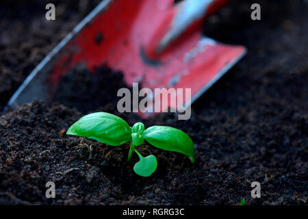 Basilikum, Jungpflanze mit Gartenschaufel, Ocimum basilicum Foto Stock