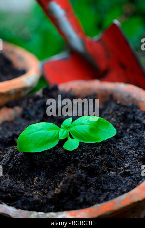 Basilikum, Jungpflanze mit Gartenschaufel, Ocimum basilicum Foto Stock