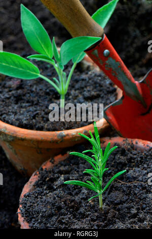 Le talee di rosmarino e salvia, Rosmarinus officinalis, Salvia officinalis Foto Stock