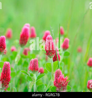 Trifoglio di cremisi, Renania settentrionale-Vestfalia, Germania, Europa, Trifolium incarnatum Foto Stock