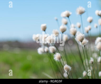 Hare's-tail cottongrass, Diepholzer moor, Diepholz, Bassa Sassonia, Germania, Europa, Eriophorum vaginatum Foto Stock