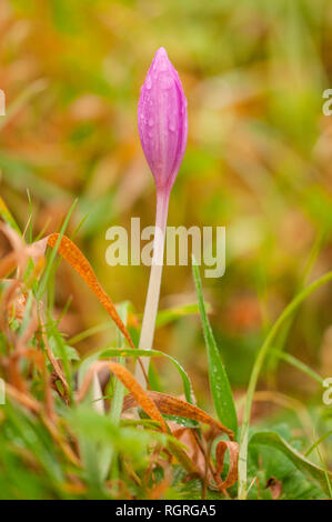 Prato di zafferano, riserva naturale Hute am Seilerberg, Ehlen, Hesse, Germania, Europa, Colchicum autumnale Foto Stock