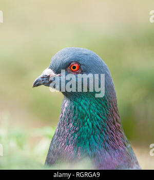 Piccioni selvatici, Renania settentrionale-Vestfalia, Germania, Europa, Columba livia domestica Foto Stock