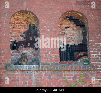Unione Eagle-Owl, miniera di carbone Ewald, Herten, Renania settentrionale-Vestfalia, Germania, Europa, Bubo bubo Foto Stock