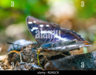 Viola Imperatore Butterfly, Florstadt, Hesse, Germania, Europa, Apatura iris Foto Stock