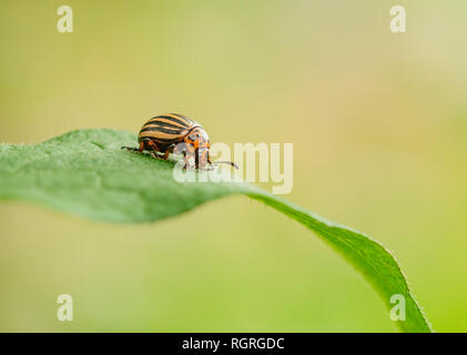 Il Colorado potato beetle, Europa, Leptinotarsa decemlineata Foto Stock