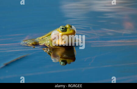 Piscina Rana, riserva naturale Diepholzer moor, Diepholz, Bassa Sassonia, Germania, Europa, Rana lessonae Foto Stock