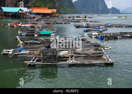 Haelterungsanlagen fuer lebenden Fisch, muslimisches Stelzendorf Koh Panyi, Koh Panyee, Bucht von Phang Nga, Thailandia Foto Stock