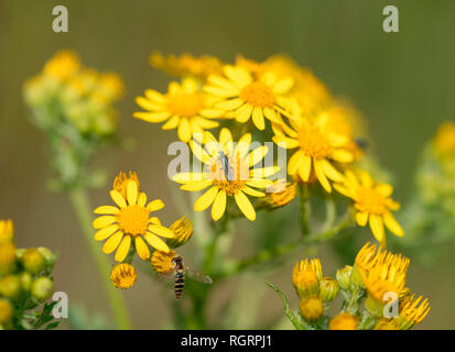 Comune di erba tossica, Grevenbroich, Renania settentrionale-Vestfalia, Germania, Europa (Jacobaea vulgaris, Senecio jacobaea) Foto Stock