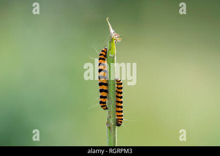 Il cinabro moth, Grevenbroich, Renania settentrionale-Vestfalia, Germania, Europa (Tyria jacobaeae) Foto Stock