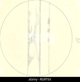 . Bollettino de l'Acadmie impriale des sciences de San-Ptersbourg. La scienza; scienza -- Unione Sovietica. ^ - :.. Si prega di notare che queste immagini vengono estratte dalla pagina sottoposta a scansione di immagini che possono essere state migliorate digitalmente per la leggibilità - Colorazione e aspetto di queste illustrazioni potrebbero non perfettamente assomigliano al lavoro originale. Imperatorskaia Akademiia nauk (Russia). [San -Ptersbourg], Acadmie impriale des sciences Foto Stock