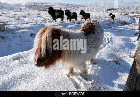 Un pony Shetland pascolare in un campo nei pressi di Scalloway sulle isole Shetland dopo la recente nevicata. Foto Stock