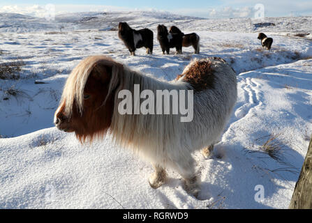 Un pony Shetland pascolare in un campo nei pressi di Scalloway sulle isole Shetland dopo la recente nevicata. Foto Stock