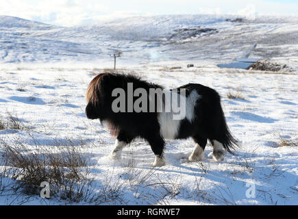 Un pony Shetland pascolare in un campo nei pressi di Scalloway sulle isole Shetland dopo la recente nevicata. Foto Stock