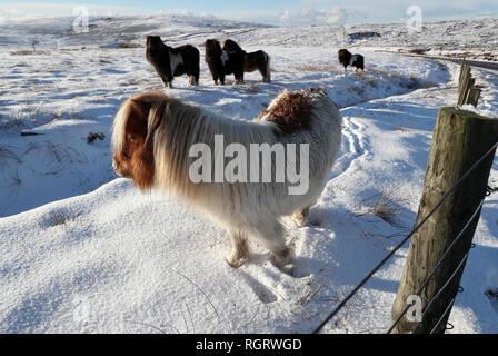 Un pony Shetland pascolare in un campo nei pressi di Scalloway sulle isole Shetland dopo la recente nevicata. Foto Stock