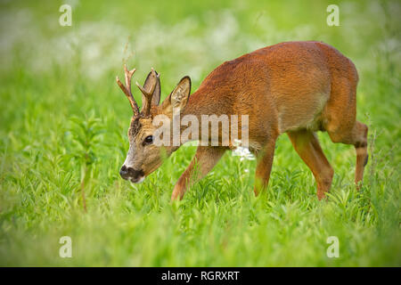 Giovani caprioli camminando sul campo di fieno masticare pacificamente in estate Foto Stock