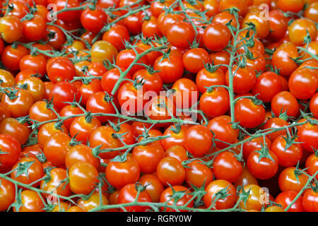 Mazzetto di freschi coltivati biologicamente pomodori ciliegia Foto Stock