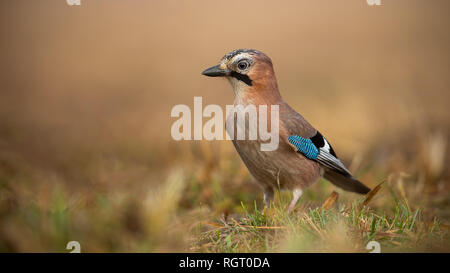 Eurasian Jay a terra su una soleggiata giornata invernale con sfondo sfocato Foto Stock