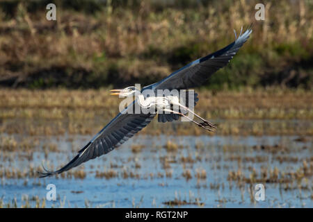 Un Airone di caccia e volare in laguna. Adulto airone cinerino (Ardea cinerea) sulla caccia nel parco naturale di Albufera di Valencia. Ritratto naturale e nat Foto Stock