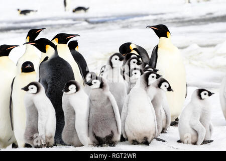 Pinguino imperatore (Aptenodytes forsteri), la più grande specie di pinguino, aumentando la loro pulcini sul mare di ghiaccio a Snow Hill Island, Antartide Foto Stock