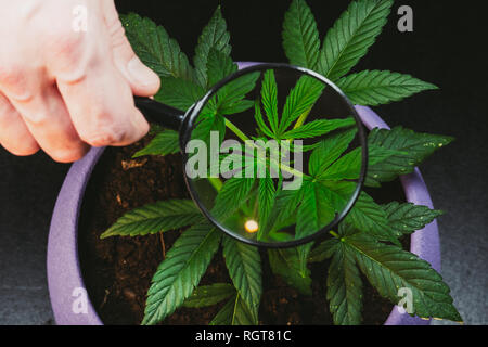 Persona guarda la marijuana medica pianta con lente di ingrandimento. Pianta di Cannabis coltivazione indoor. Foto Stock