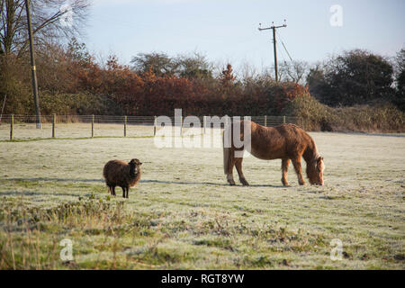 Il cavallo e la pecora in piedi in un gelido campo su una soleggiata giornata invernale e in una posizione rurale a Bromsgrove, Worcestershire Foto Stock
