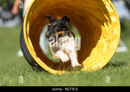 Cane corre veloce attraverso un'Agility tunnel . Tricolore Jack Russell Terrier Foto Stock