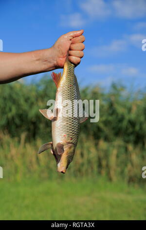 Carpa pesce, Lago di Gala, Turchia. Il pescatore è che mostra una carpa appena pescato nel lago. Foto Stock