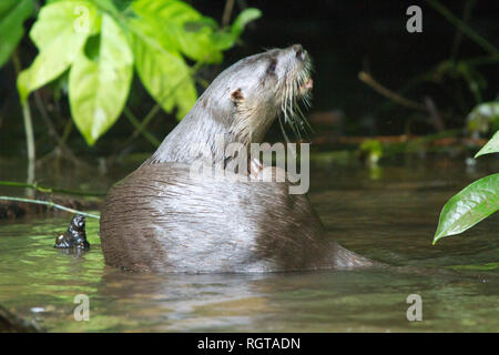 Neotropical Otter (Lontra longicaudis) Foto Stock