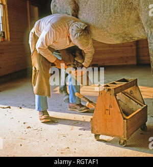 Maniscalco lavorando su un cavallo per installare le nuove scarpe in Ontario, Canada, America del Nord Foto Stock