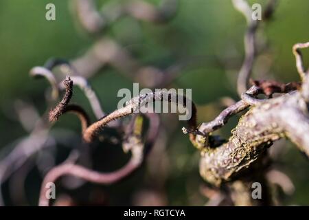 Close-up di cavatappi Willow Tree, REGNO UNITO Foto Stock