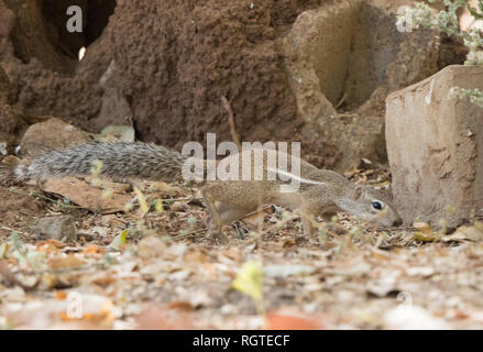 Massa a strisce scoiattolo (Xerus erythropus) Foto Stock